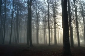 Slender forest 2.png (1.78 MB) Slender forest 2