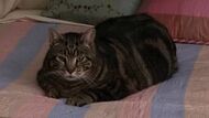 Brittany's Cat