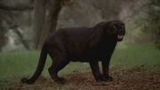 Werepanther 4