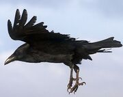 Raven