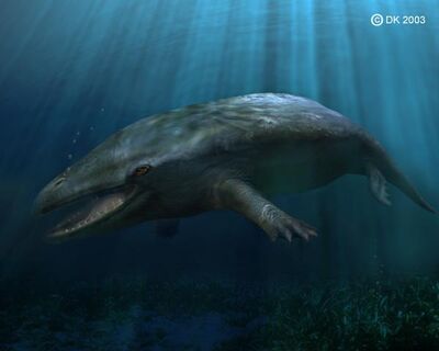 Pakicetus2