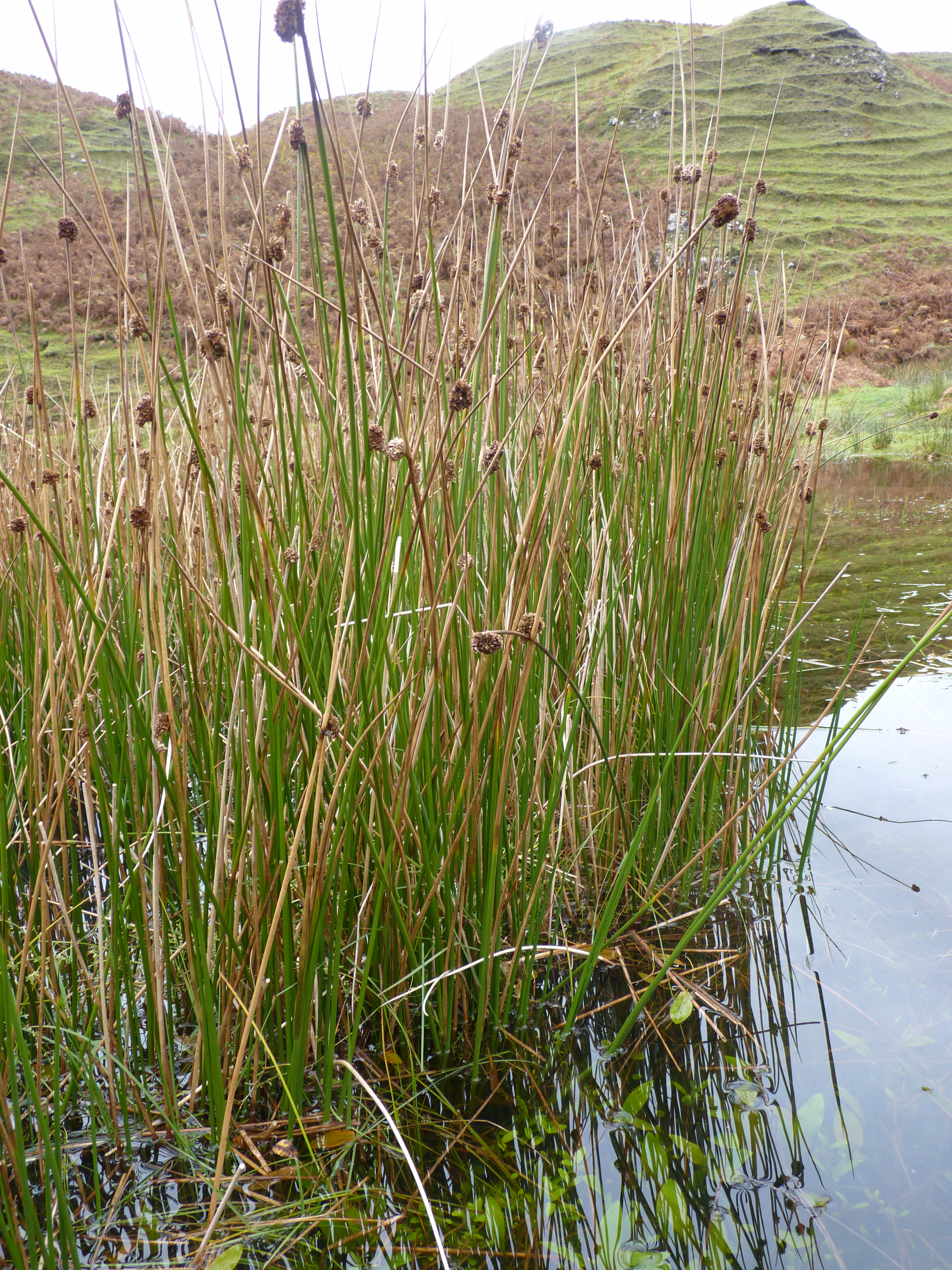 Image Compact Rush Plant.JPG British Wildlife Wiki