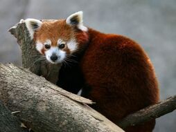 550px-Pandarojo.jpg