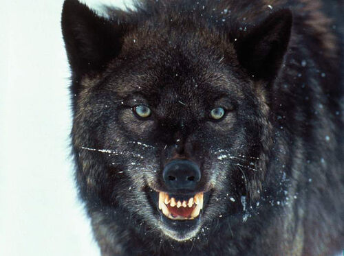 500px-Black_wolf.jpg