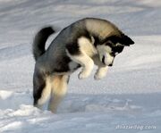 Siberian-Husky-1