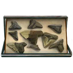 Shark Tooth