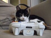 Catxbox