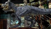 TREXwarpathJP
