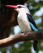 WoodlandKingfisher
