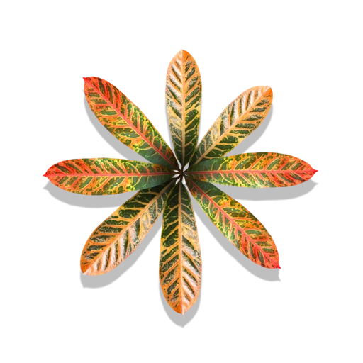 Scenery Pocket Frogs Wiki