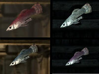 Fish Species