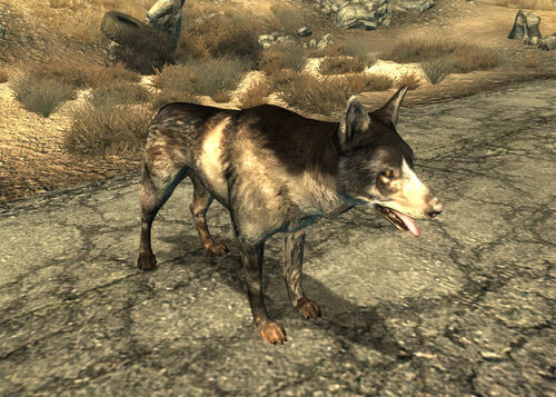 Dogmeat (Fallout 3) - Fallout Wiki - Wikia