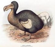 Dodo