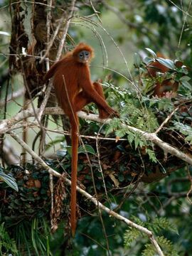 Red Leaf Monkey