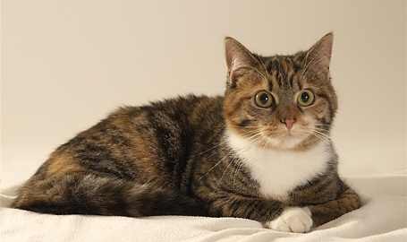 Braune Katze Braune Katze