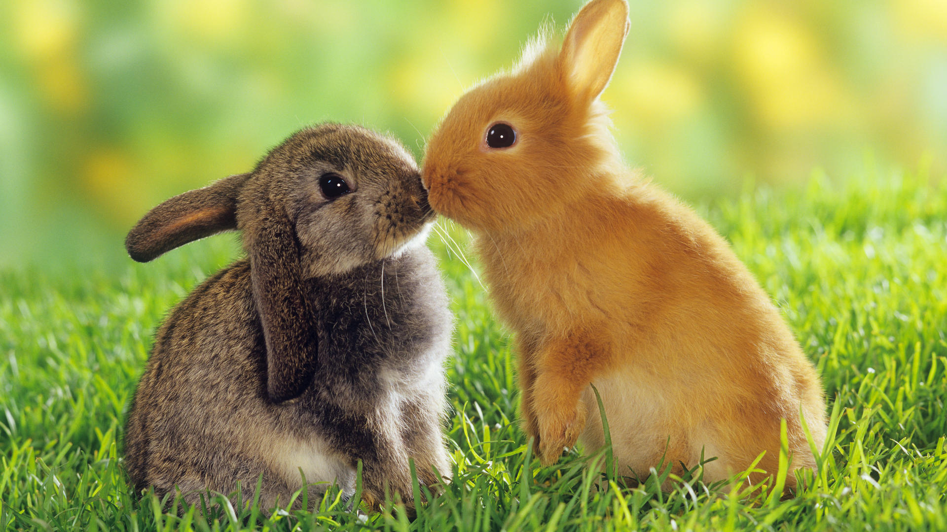Image - Cute bunnies.jpg - Degrassi Wiki