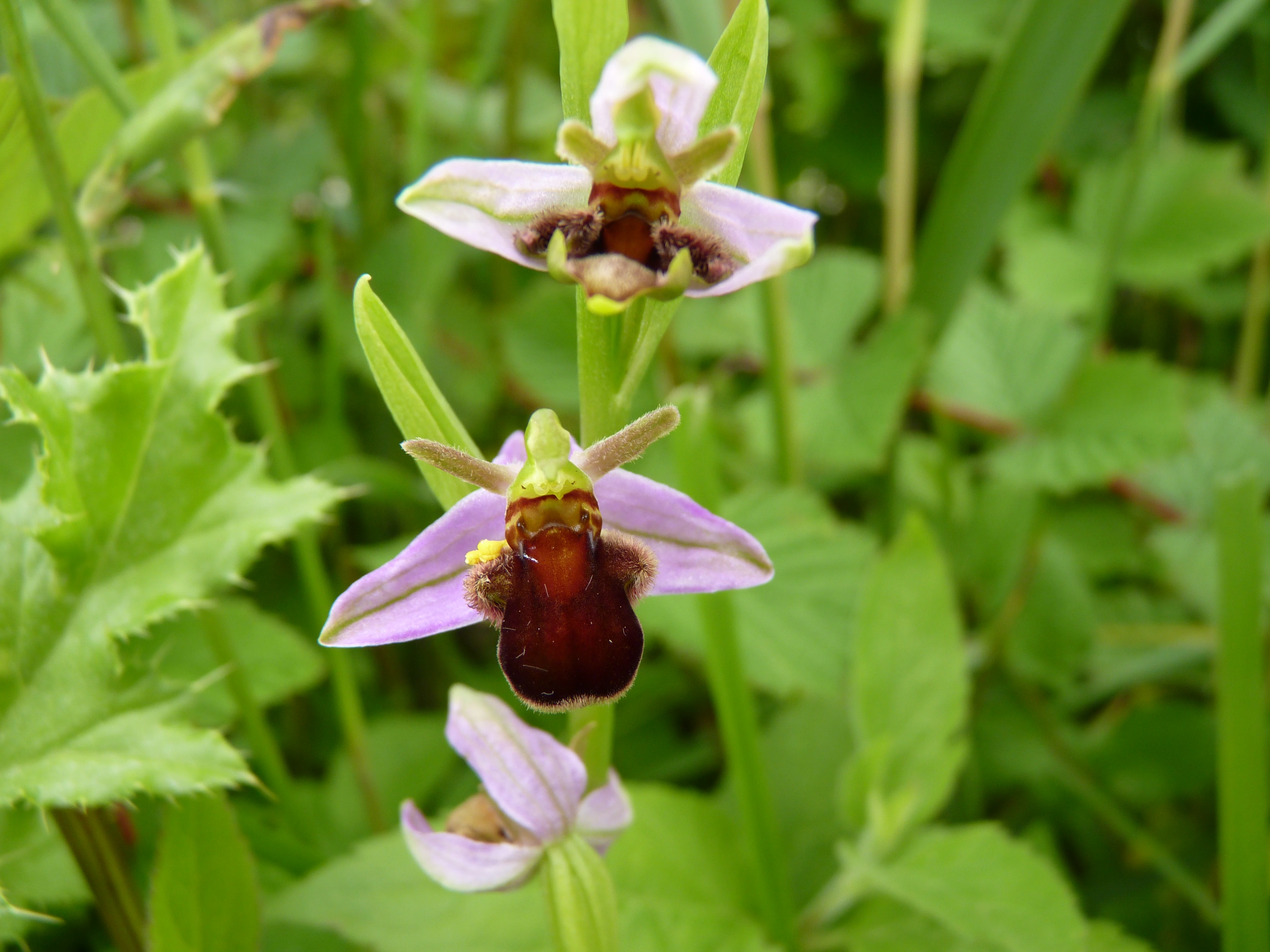 Bee Orchid Brown Form.JPG