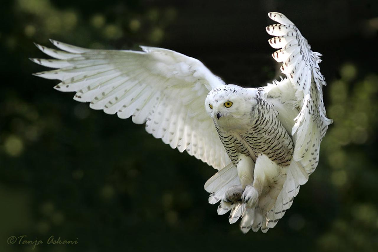 Afbeeldingsresultaat voor snow owl in flight