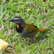 Buff-throated Saltator