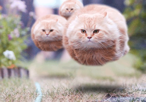 Flying_cat_balls.gif