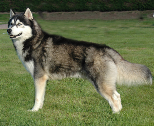 Sibirischer Husky Jackys Hunde Wiki
