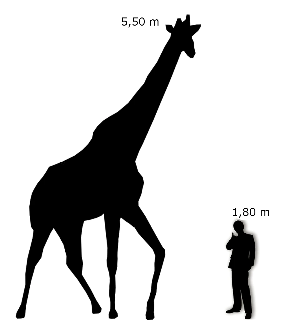 Giraffa Animali Wiki