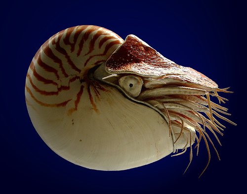 Chambered nautilus - Animal Crossing Wiki