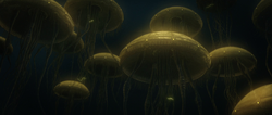 HydroidMedusaSwarm-GA