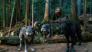 Wolves Eclipse