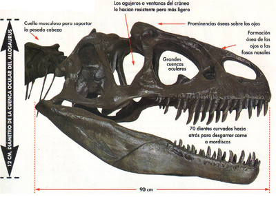 Cráneo allosaurus