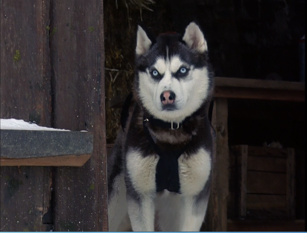 snow dogs names disneywiki snow dogs names disneywiki