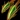 Twin Fang.png