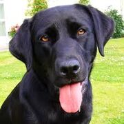 Lab