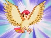 Ash Pidgeotto
