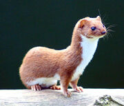 Weasel Mustela nivalis.jpg