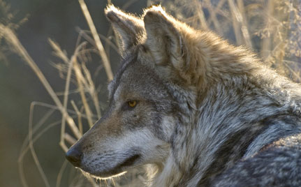 Cabeza De Lobo Imagui