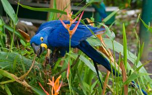 Guacamayo 4.png