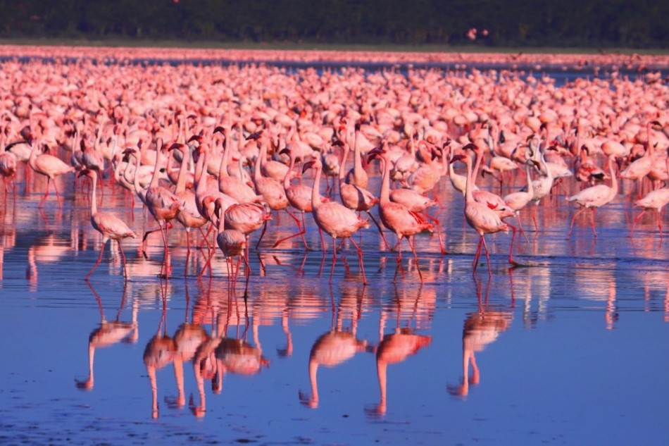 african flamingo lake