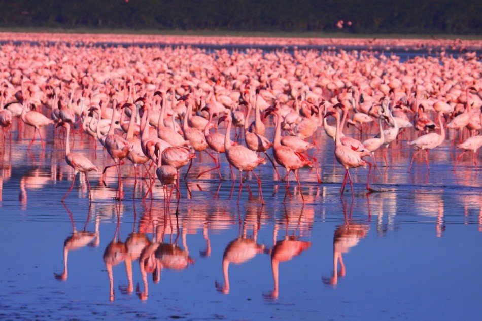 flamingo lake