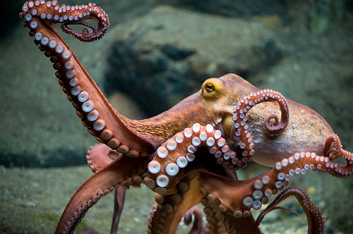 Pulpo.png