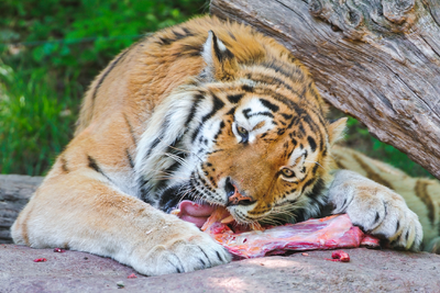 Tigre comiendo.png