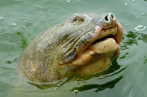 Image 2HoanKiemTurtle.jpg Cryptid Wiki Wikia