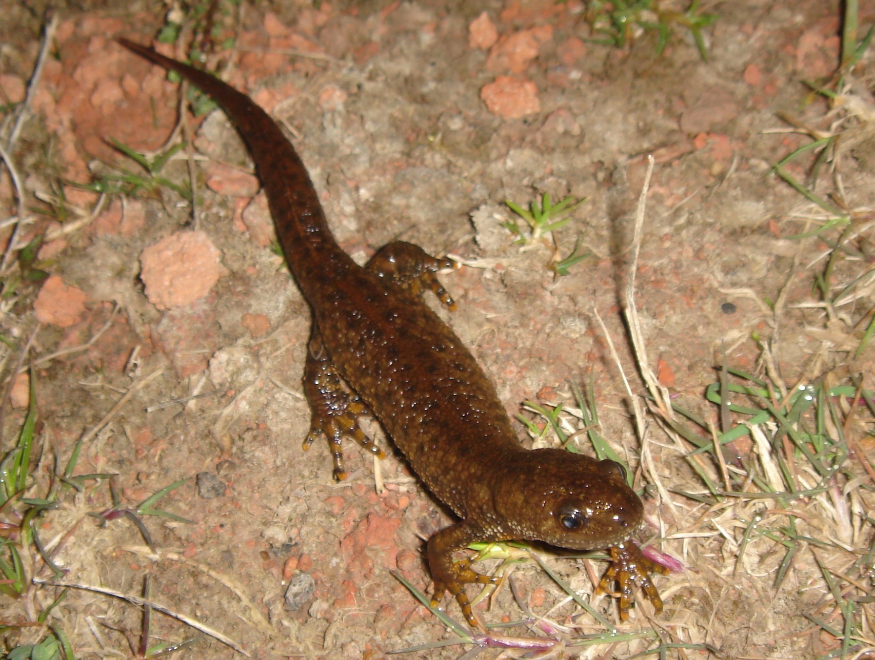 Great Crested Newt British Wildlife Wiki