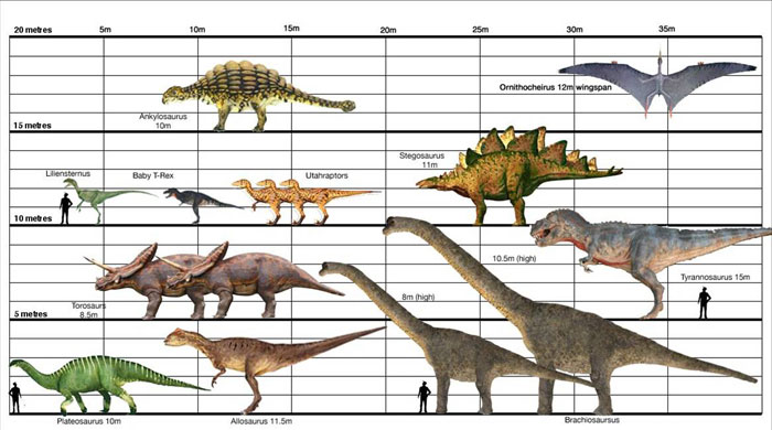 Image Dino Size Chart Walking With Wikis The Free Walking