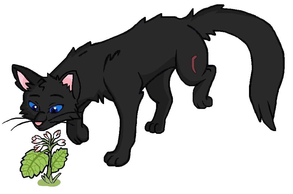 Blattsee Warrior Cats Blattsee Warrior Cats