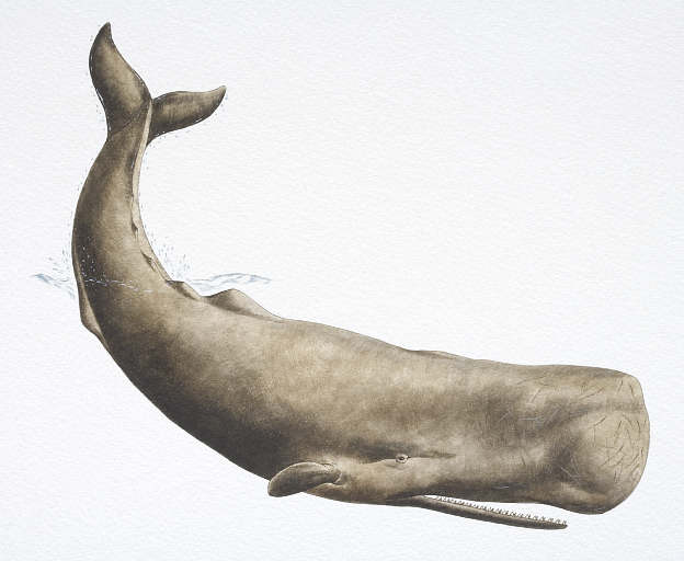 Sperm Whale Jaws Unleashed Wiki
