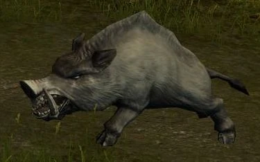 Boar.jpg