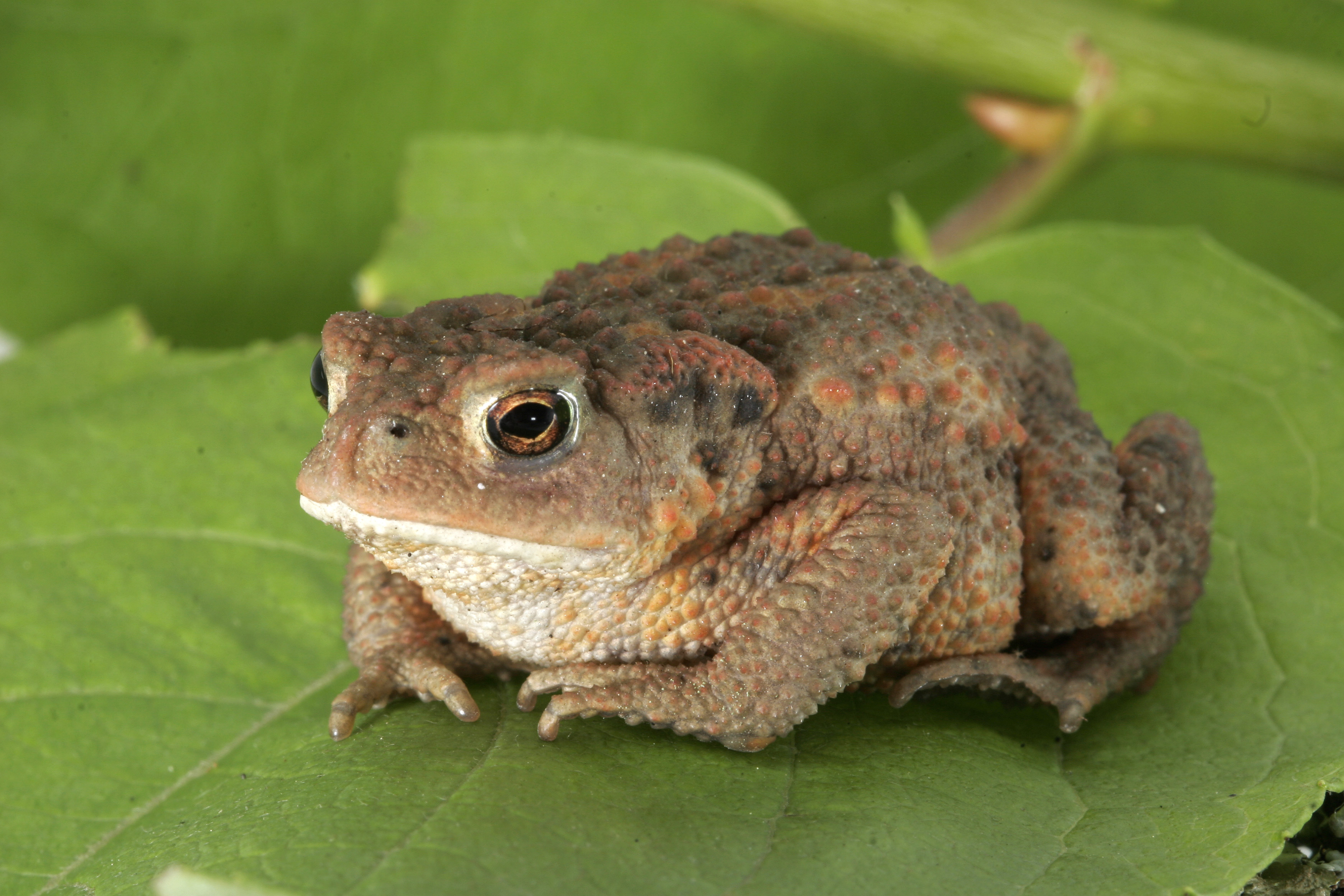 European common toad - Reptipedia, the Reptile & Amphibian Wiki