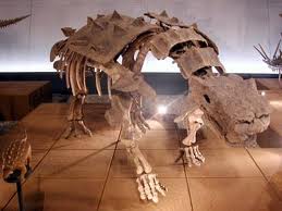 euoplocephalus fossil
