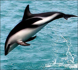 20120522-Species DuskyDolphin
